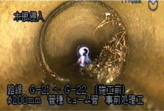 木根が下水道管内に侵入